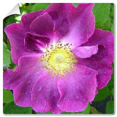Roseira  'Violacea